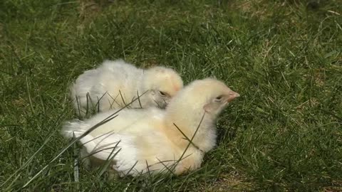 Two Cute Chicks On Grass😍