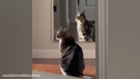 funny cat videos memes