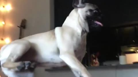 Gray pug getting tossed into couch in slowmotion