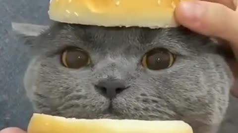 Burger Cat😀