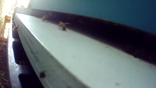 Honeybee Traffic at SMZ Farms