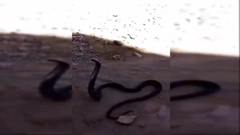 A snake hunter catches a Cobra snake that crept into the shooting location of a movie, in Morocco