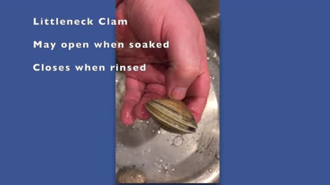 Choosing fresh seafood: How to tell if a Littleneck Clam is healthy or dead