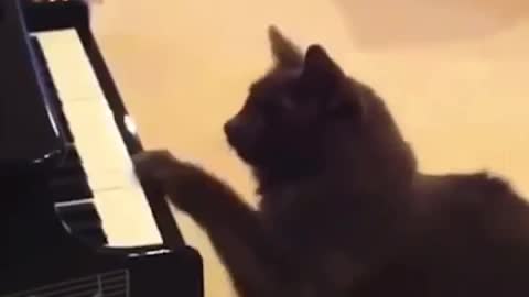 Funniest Cat Videos - Cat play Piano