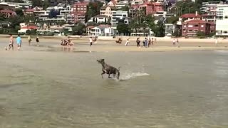 Brown dog runs fast over beach water slow motion