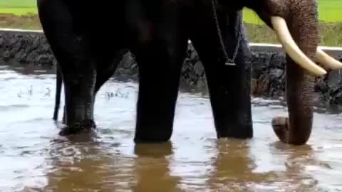 ELEPHANT BATHING IN BIG POOL