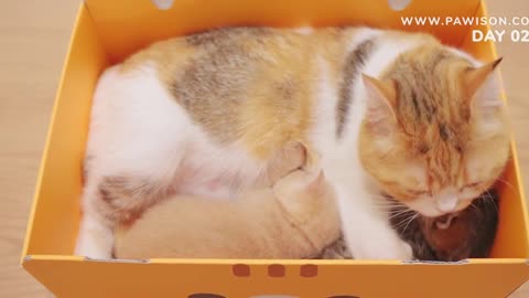 Even cat? How Newborn Kittens Grow In 100 Days｜ Best Kitten Movie