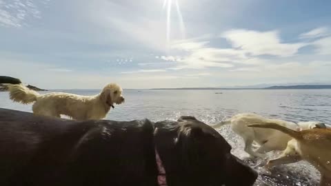 Group of dogs playing in the water at a public beach park