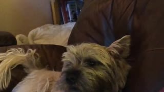 Howling Puppy Loves To Sing Along With Owner