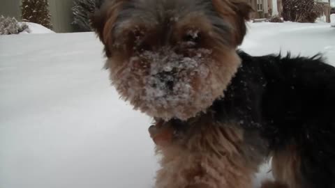 Teacup Yorkie playing in the snow