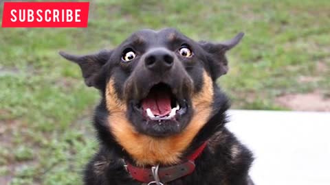 OMG Please help Im dying watching these FUNNIEST DOGS FUNNY DOG Videos