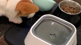 Ollie Disapproves of New Water Bowl