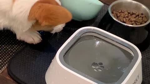 Ollie Disapproves of New Water Bowl