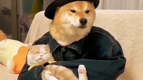 Wholesome videos of dogs and cats love. #cutedogs #cutecats #cute #pets