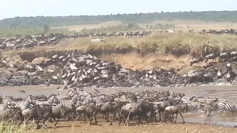 Millions of Wild beast crossing Mara River