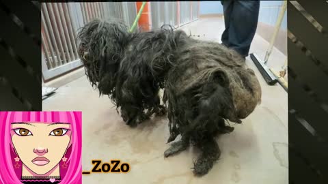 ✂️​🌞​✂️​ Under the Mound of Fur – An Incredible Shelter Dog and amazing transformation