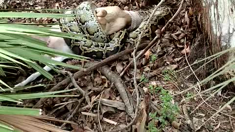 12-Foot Python Eating a Goat Gets Shot by Grandpa