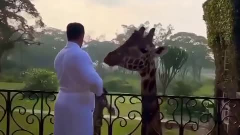 Eat breakfast with a giraffe in the jungles of Africa