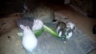 Baby rabbits eat lettuce