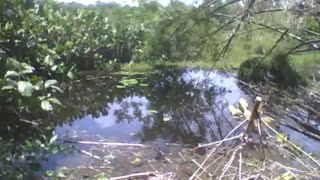 Filmando outra parte do lago no parque, muitas árvores e vegetação [Nature & Animals]