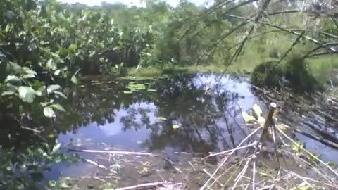 Filmando outra parte do lago no parque, muitas árvores e vegetação [Nature & Animals]