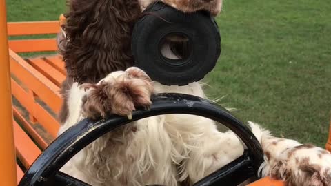 Dog Takes Charge of Steering Wheel of Wagon