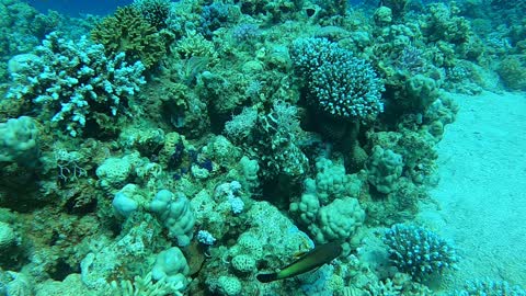 Coral reef and water plants in the Red Sea, Dahab, blue lagoon Sinai Egypt 8