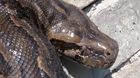 scaring python