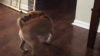 Cute Puggle Tail Chase