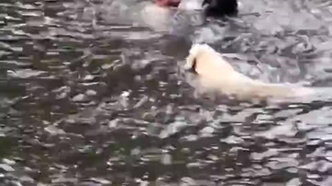Cute Dog Saves And Protects Owner From Drowning