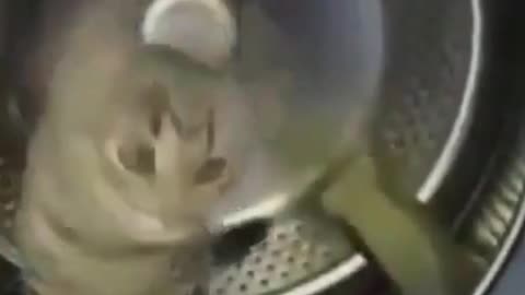 The cat eats corn and another plays in the washing machine
