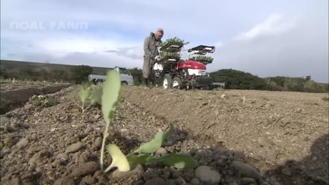 Awesome Cabbages Farming Agriculture Technology - Japan Cabbages Harvesting - Cabbages Cultivation