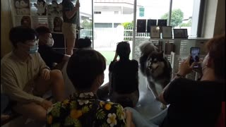 Huskies Rush into Customers in a Dog Cafe