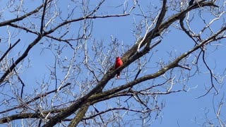 950 followers lonesome singing Male Cardinal