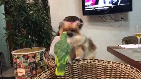 Pomeranian and Parrot Kisses