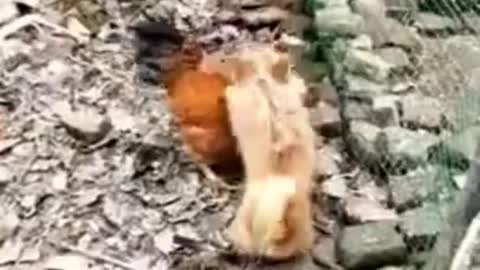 Dog vs Chicken Funny Animals Fight Video