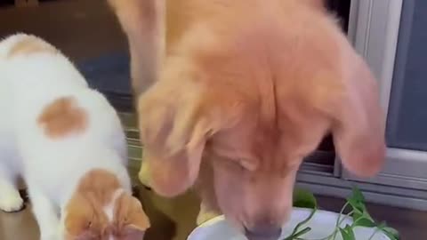 Funny cat and dog!!! Do you like it
