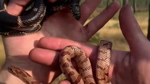 Two Different King Snakes! #thatmoment