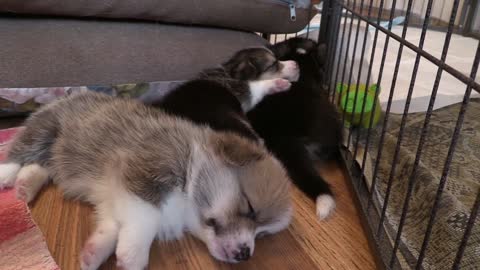 Cute Welsh Corgi Puppy Sleeping