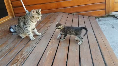 Mom cat cleans her kitten by force