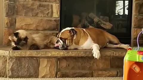 English Bulldog & Himalayan cat are the best of friends