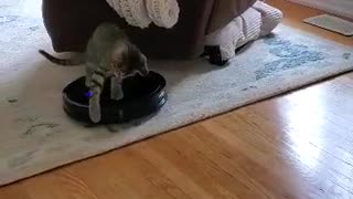Kitten enjoys her Ride on Robotic vacuum cleaner