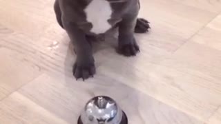 Cachorro de Bulldog Francés hace sonar la campana a cambio de un premio