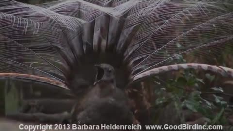 Awesome bird, the Lyre Bird mimicking like crazy