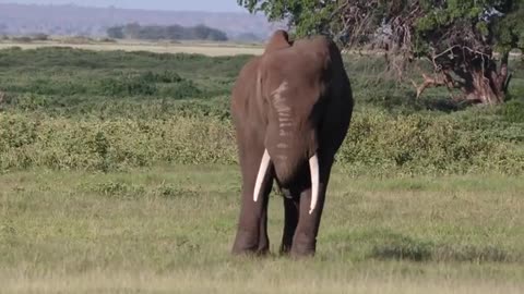 Craig the Bull Elephant at Amboseli National Park, Kenya