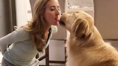 Funniest & Cutest Golden Retriever Puppies #10 - Funny Puppy Videos 2021