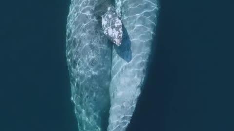 Whale hugs