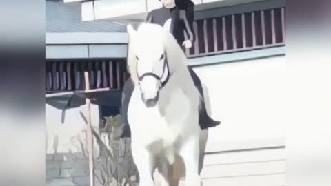 Beautiful Big white horse