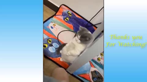 Funny Animal Video p9(2021)