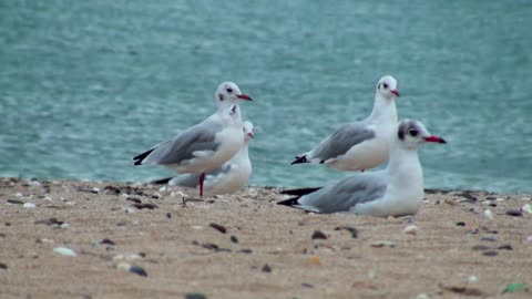 A shallow spot for sea birds on the beach